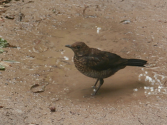 Turdus merula