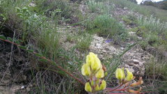 Astragalus utriger