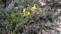 Astragalus utriger