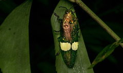 Chrysochroa saundersii