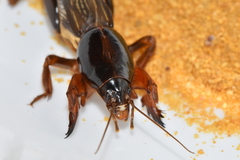 Gryllotalpoidea