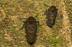 Penthicodes variegatus