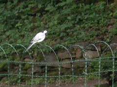 Motacilla alba