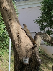 Callosciurus erythraeus