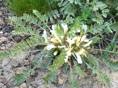Astragalus rupifragus