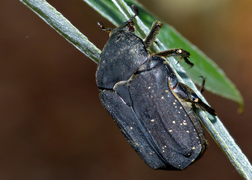 Speckled Rose Chafer