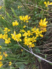 Genista sagittalis