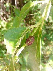 Dolycoris baccarum
