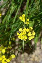 Erysimum maremmanum
