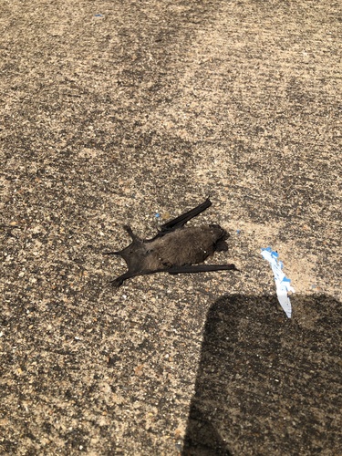 Mexican Free-tailed Bat photographed in Arkansas