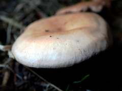 Rhodocybe piperita