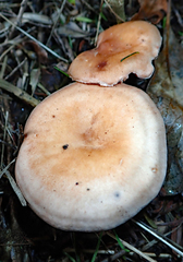 Rhodocybe piperita