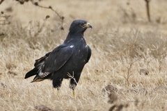 Augur Buzzard photo 3