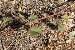Commicarpus
