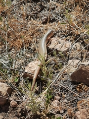 Eumeces schneiderii