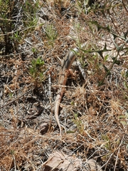Eumeces schneiderii