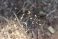 Commicarpus