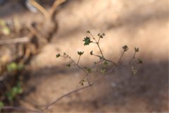 Commicarpus
