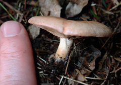 Rhodocybe piperita
