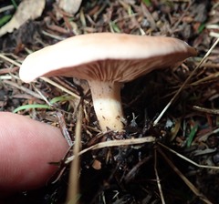 Rhodocybe piperita
