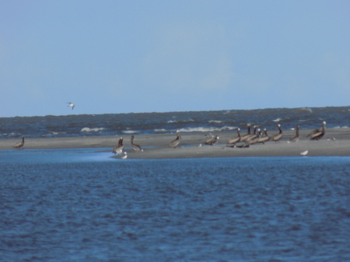 Brown Pelican photographed in South Carolina