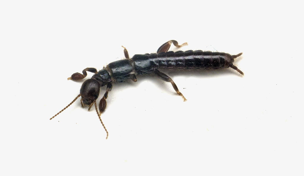 Notoligotomidae