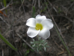 Oxalis argyrophylla