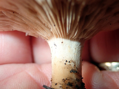 Rhodocybe piperita