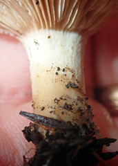 Rhodocybe piperita