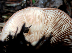 Rhodocybe piperita