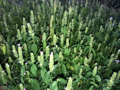 Rostellularia obtusa