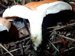 Rhodocybe piperita