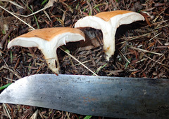Rhodocybe piperita