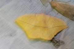 Lonomia electra