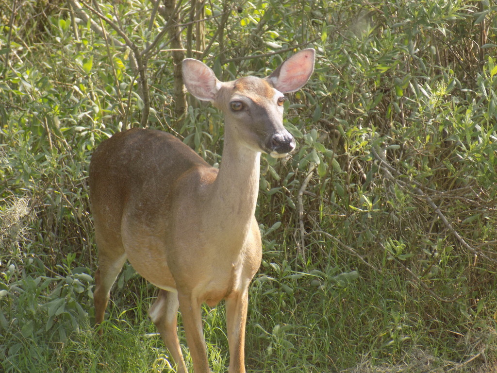 Hunting Island white-tailed deer