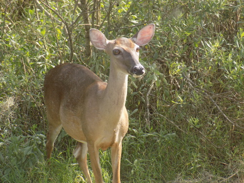 Hunting Island white-tailed deer