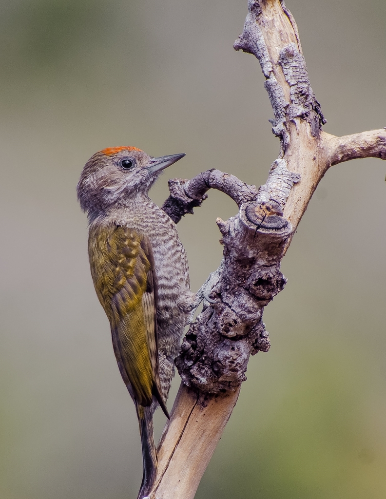 Little Woodpecker (Veniliornis passerinus) photo