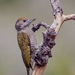 Little Woodpecker - Photo (c) Renato Bandeira, some rights reserved (CC BY-NC), uploaded by Renato Bandeira