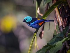 Seven-Colored Tanager photo 3