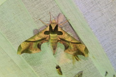 Adhemarius dariensis