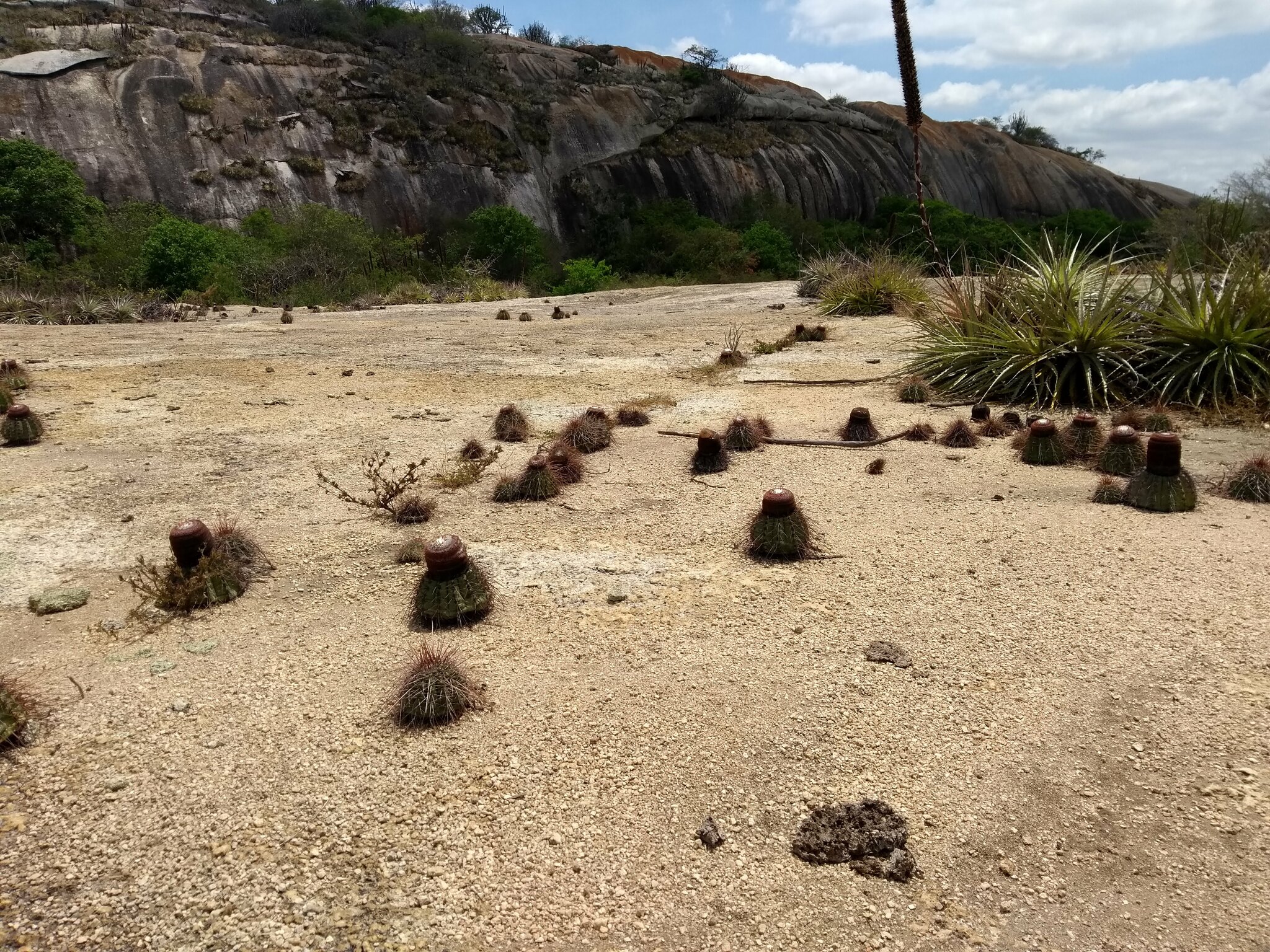 Melocactus ernestii