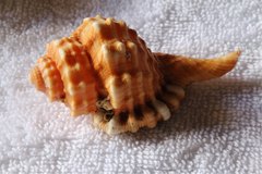 Ranularia cynocephala