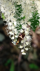 Adela australis