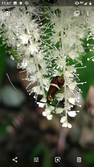 Adela australis