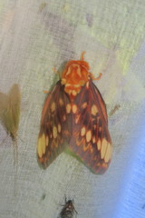Citheronia