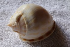 Phalium areola