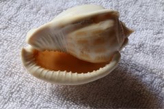Phalium areola