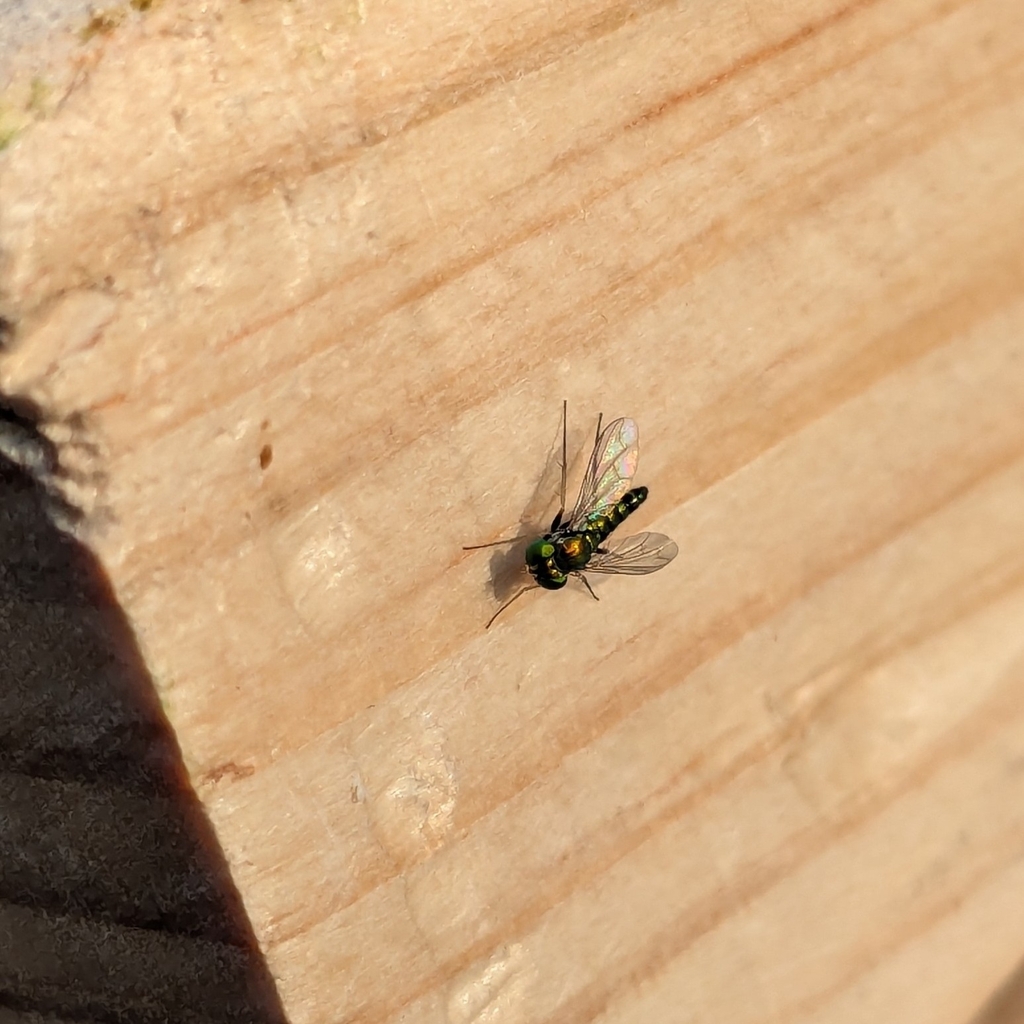 Condylostylus calcaratus