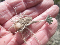 Eriospermum proliferum