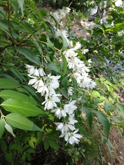 Deutzia crenata